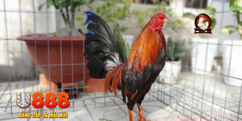 suncity88 game máy bay nổ hũ