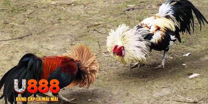 suncity88 game nổ hũ là gì